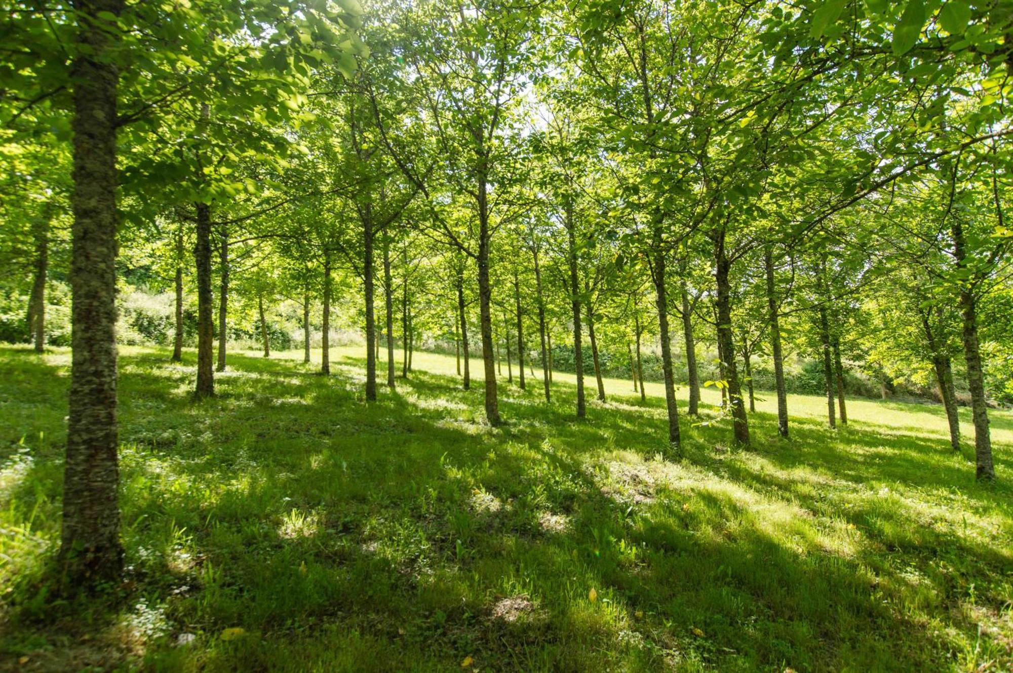 Agriturismo Podere La Casaccia Poppi Dış mekan fotoğraf